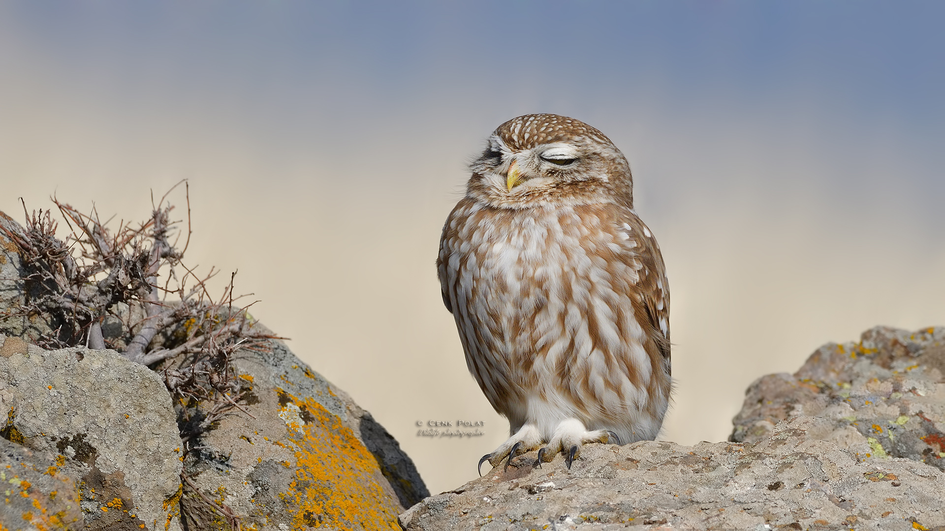 Little Owl